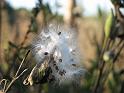 2008-10-11_Tiverton_Trustom 068